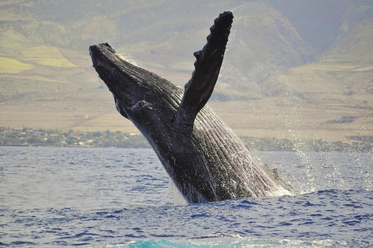 カハナ Kaleialoha 309ヴィラ エクステリア 写真