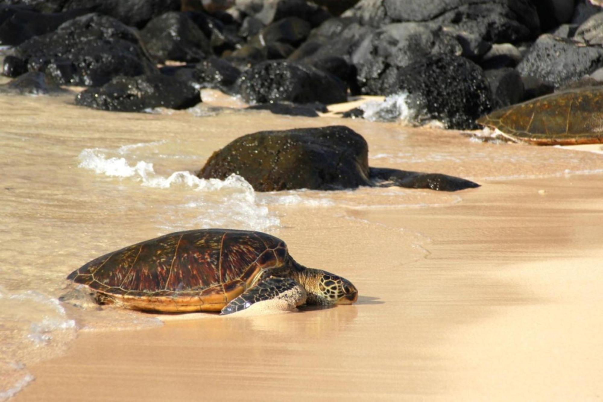 カハナ Kaleialoha 309ヴィラ エクステリア 写真